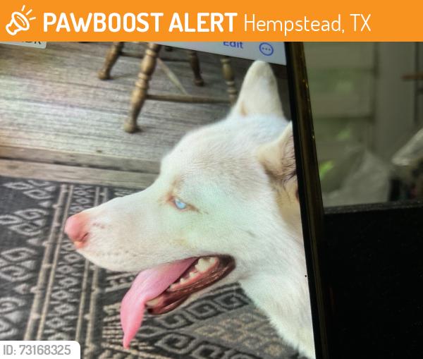 Found/Stray Male Dog last seen Shepard, Hempstead, TX 77445