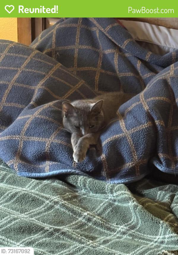 Reunited Female Cat last seen Kingsway and Knighthood, San Antonio, TX 78254