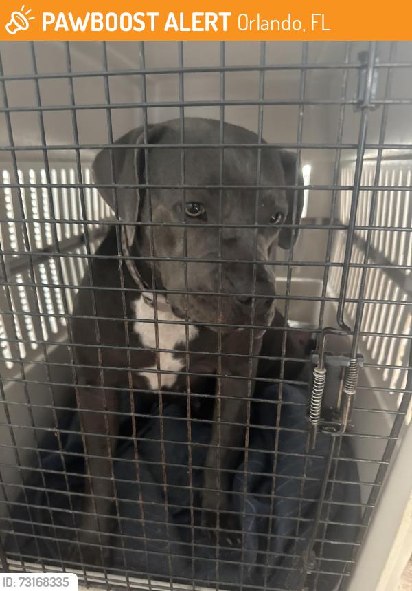 Found/Stray Female Dog last seen Dean Acres, Orlando, FL 32825