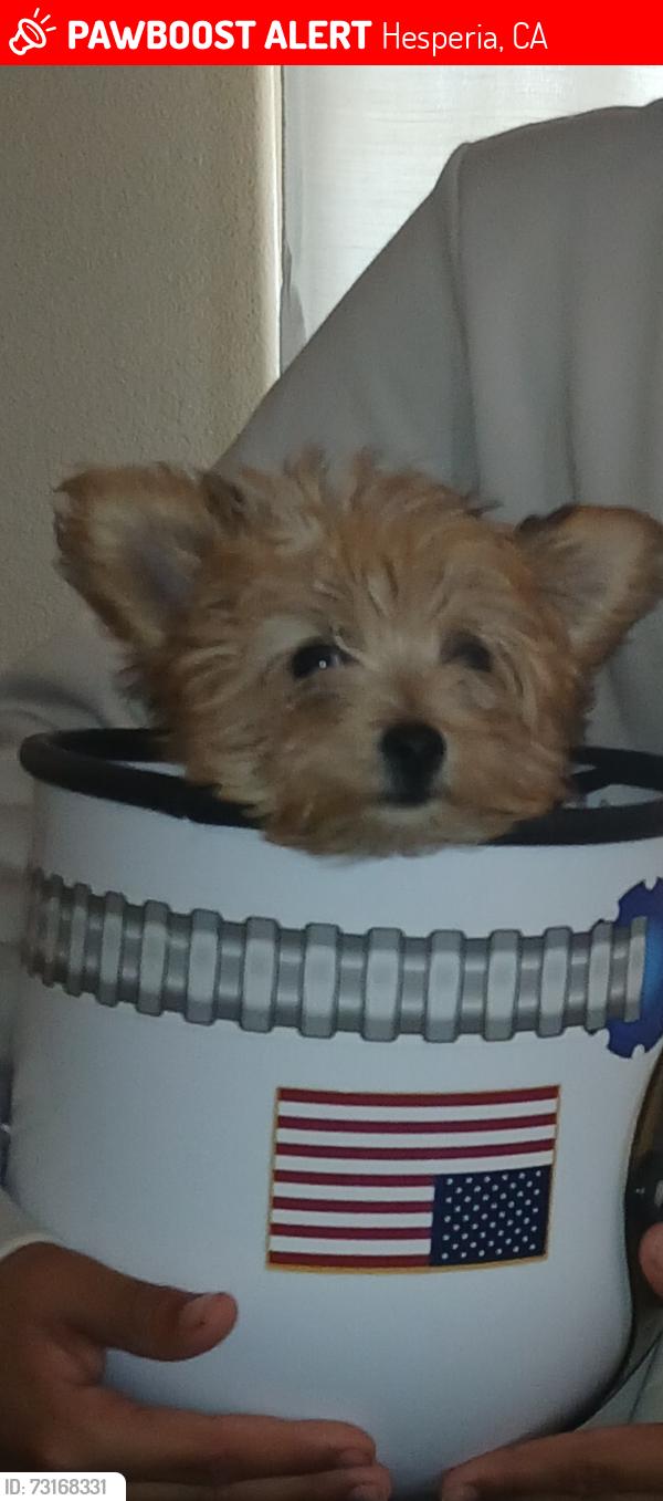 Lost Female Dog last seen Jacaranda and Hackberry, Hesperia, CA 92395
