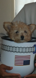 Lost Female Dog last seen Jacaranda and Hackberry, Hesperia, CA 92395