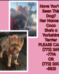 Lost Female Dog last seen The highlands Vero Beach, Vero Beach, FL 32962
