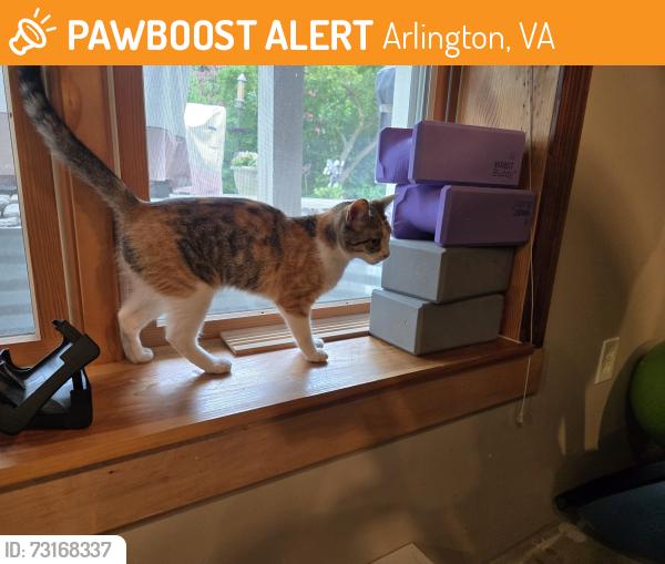 Found/Stray Female Cat last seen N. 5th St, Arlington, VA 22203