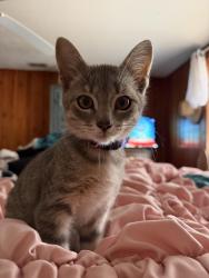 Lost Female Cat last seen World Equestrian Center, Ocala, FL 34482
