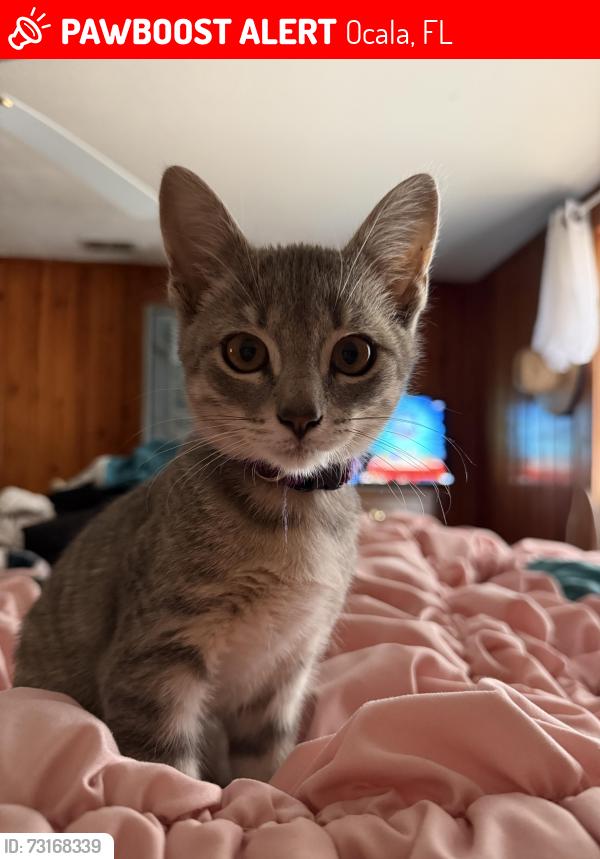Lost Female Cat last seen World Equestrian Center, Ocala, FL 34482