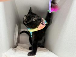 Shelter Stray Male Cat last seen client left apartment, BRONX, NY, 10459, 326 E 110th St, New York, NY 10029, USA