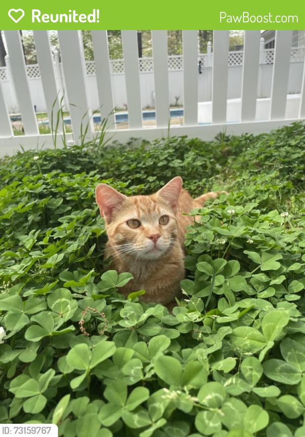 Reunited Male Cat last seen Cypress lakes, Hope Mills, NC 28348