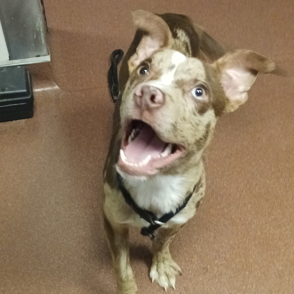 Shelter Stray Male Dog last seen Near Baldwin Street, OAKLAND, CA, 94621, 8323 Baldwin St, Oakland, CA 94621, USA