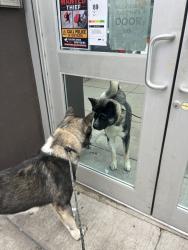 Shelter Stray Male Dog last seen Near Fdr Drive, NEW YORK, NY, 10026, 326 E 110th St, New York, NY 10029, USA