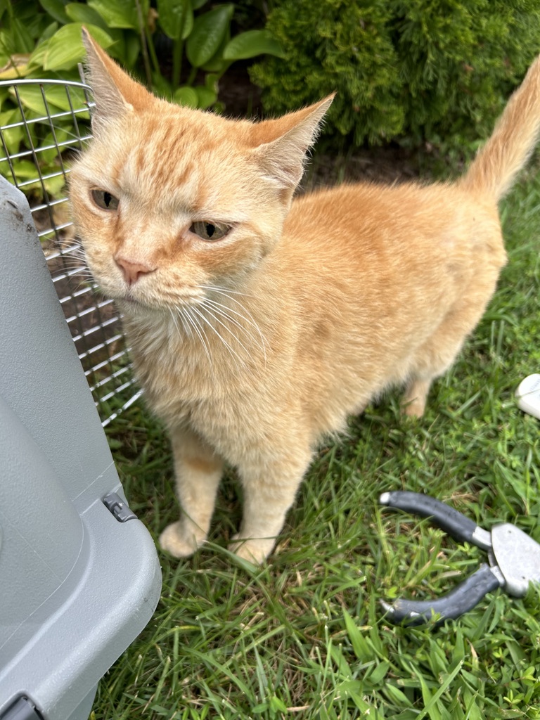 Shelter Stray Male Cat last seen Near Round Hill Drive, VIRGINIA BEACH, VA, 23456, 341 S Birdneck Rd, Virginia Beach, VA 23451, USA