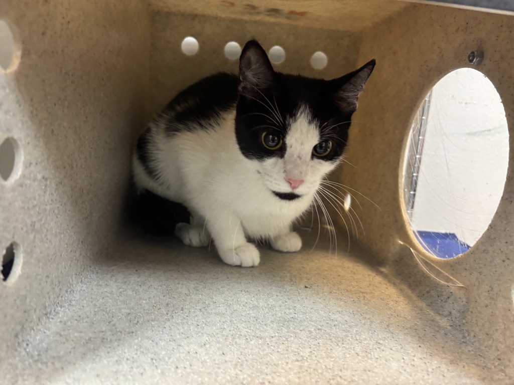 Shelter Stray Female Cat last seen Near W 123rd Street, NEW YORK, NY, 10027, 326 E 110th St, New York, NY 10029, USA