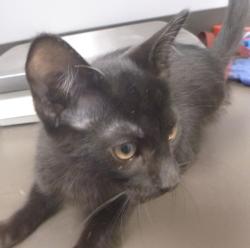 Shelter Stray Male Cat last seen Near S Fieldspan Road, DUSON, LA, 70529, 410 Dugas Rd, Lafayette, LA 70507, USA