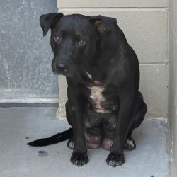 Shelter Stray Female Dog last seen NE Airport Way & NE Glenn Widing Dr, PORTLAND, OR, 97220, 1700 W Historic Columbia River Hwy, Troutdale, OR 97060, USA