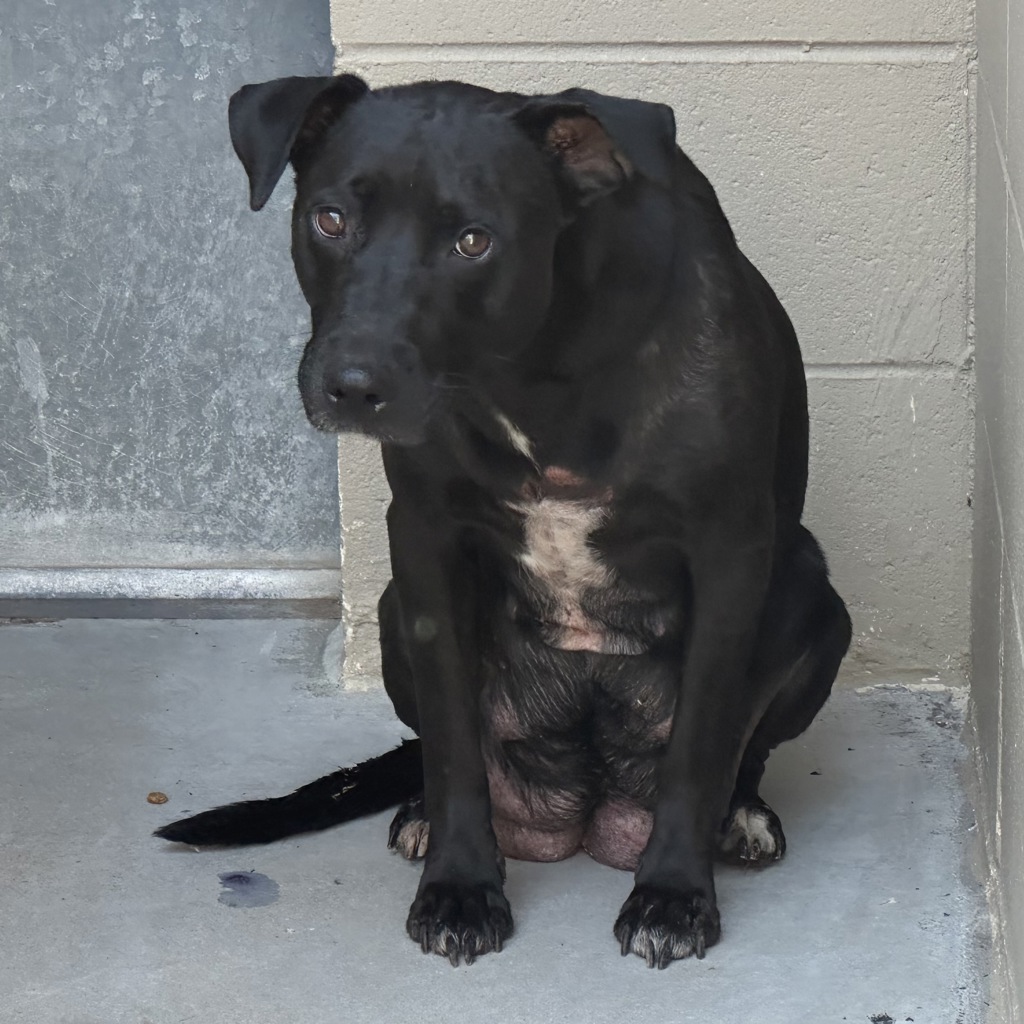 Shelter Stray Female Dog last seen NE Airport Way & NE Glenn Widing Dr, PORTLAND, OR, 97220, 1700 W Historic Columbia River Hwy, Troutdale, OR 97060, USA