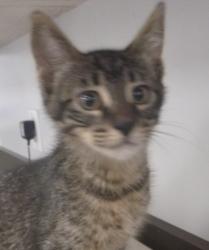 Shelter Stray Male Cat last seen Near S Fieldspan Road, DUSON, LA, 70529, 410 Dugas Rd, Lafayette, LA 70507, USA