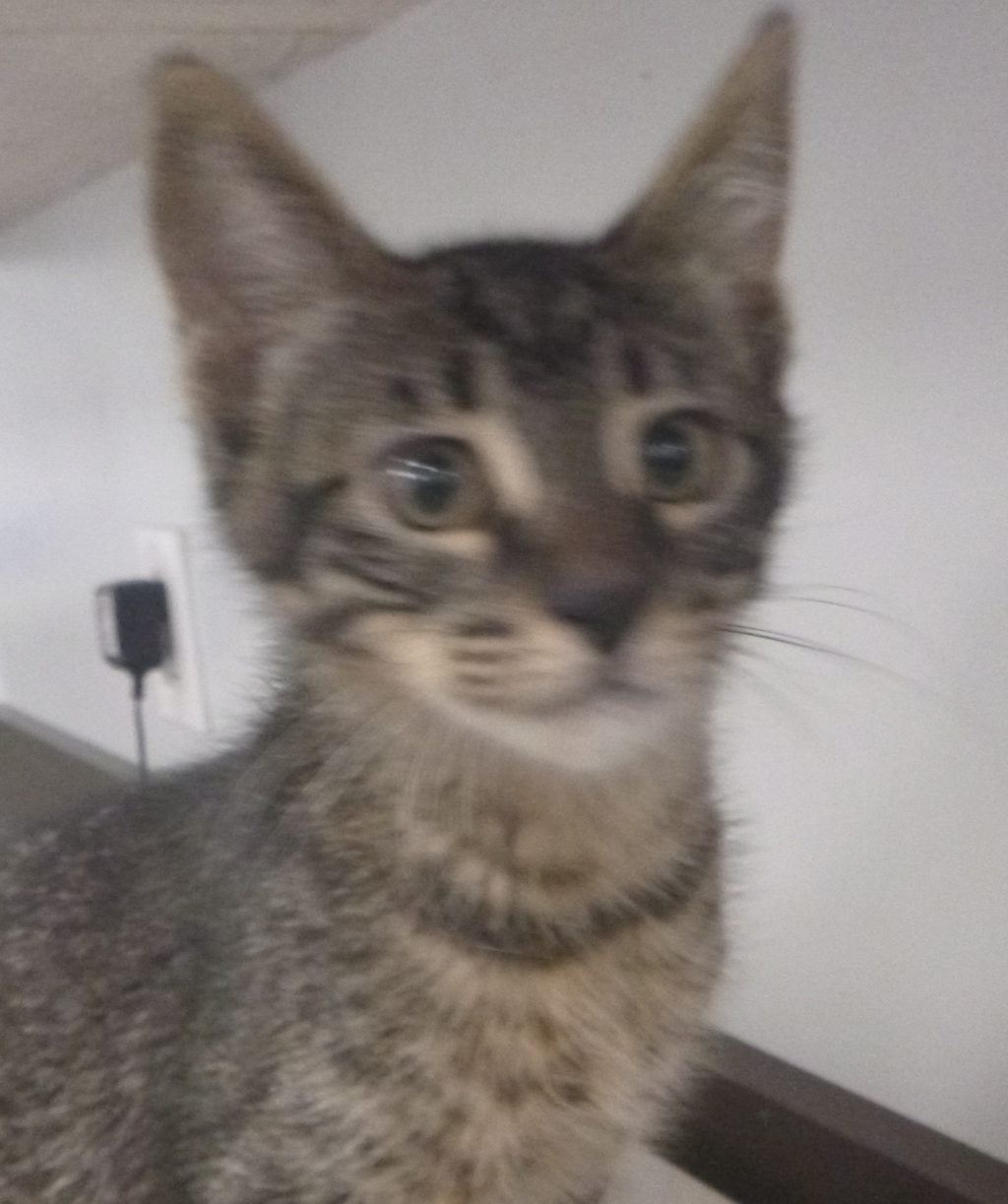 Shelter Stray Male Cat last seen Near S Fieldspan Road, DUSON, LA, 70529, 410 Dugas Rd, Lafayette, LA 70507, USA