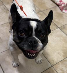 Shelter Stray Female Dog last seen SE Oak/Cherry Park Rd, OR, 1700 W Historic Columbia River Hwy, Troutdale, OR 97060, USA