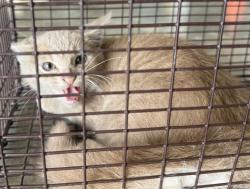 Shelter Stray Male Cat last seen Apt D,406 Scotsdale, DUSON, LA, 70529, 410 Dugas Rd, Lafayette, LA 70507, USA