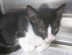 Shelter Stray Female Cat last seen LA, 410 Dugas Rd, Lafayette, LA 70507, USA