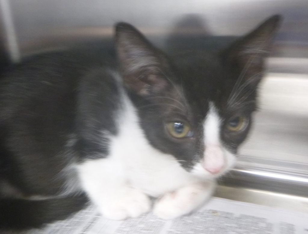 Shelter Stray Female Cat last seen LA, 410 Dugas Rd, Lafayette, LA 70507, USA