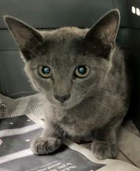Shelter Stray Female Cat last seen Colony Avenue, STATEN ISLAND, NY, 10306, 3139 Veterans Rd W, Staten Island, NY 10309, USA