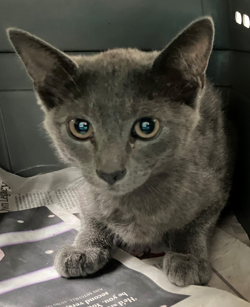Shelter Stray Female Cat last seen Colony Avenue, STATEN ISLAND, NY, 10306, 3139 Veterans Rd W, Staten Island, NY 10309, USA