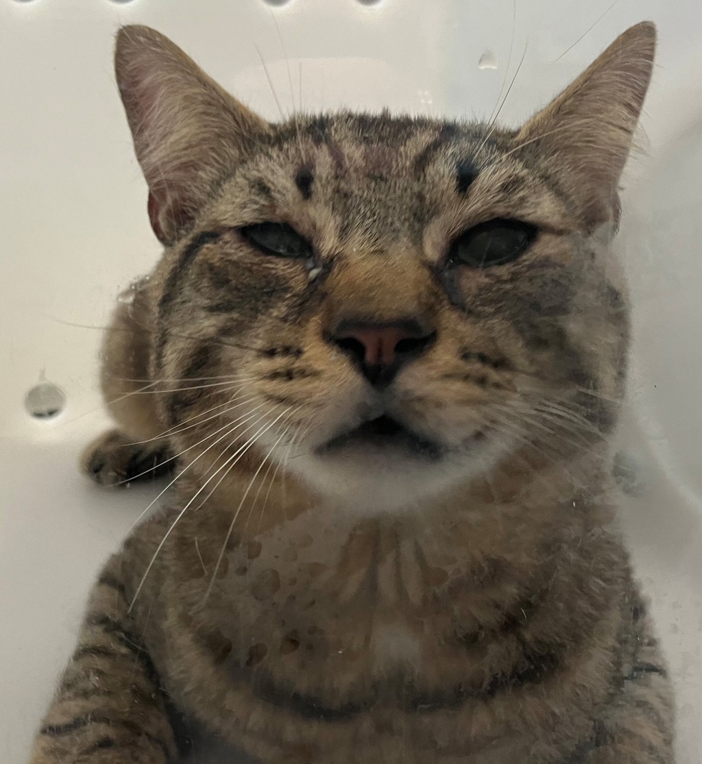 Shelter Stray Male Cat last seen Heberton Avenue, STATEN ISLAND, NY, 10302, 3139 Veterans Rd W, Staten Island, NY 10309, USA