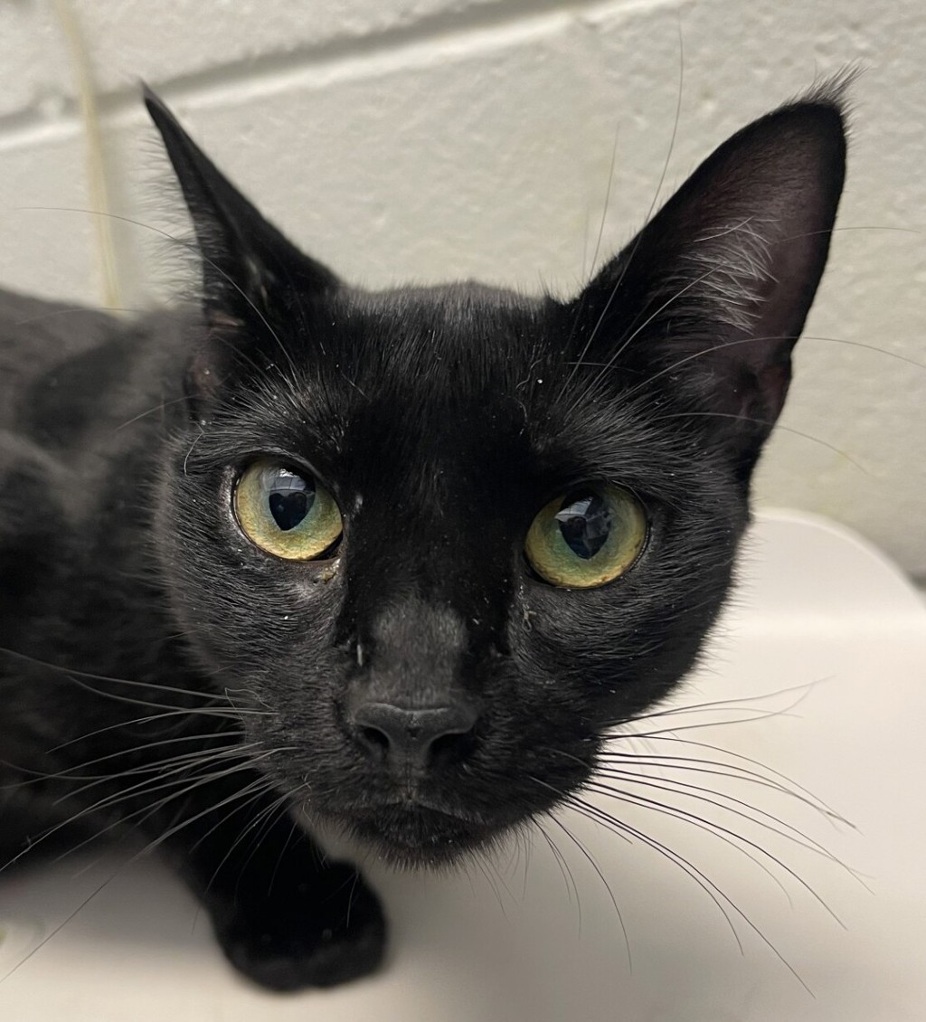 Shelter Stray Female Cat last seen Ralston / Pierce, Arvada, CO, 80003, 580 McIntyre St, Golden, CO 80401, USA