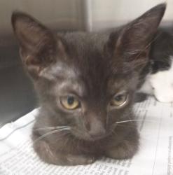 Shelter Stray Female Cat last seen LA, 410 Dugas Rd, Lafayette, LA 70507, USA