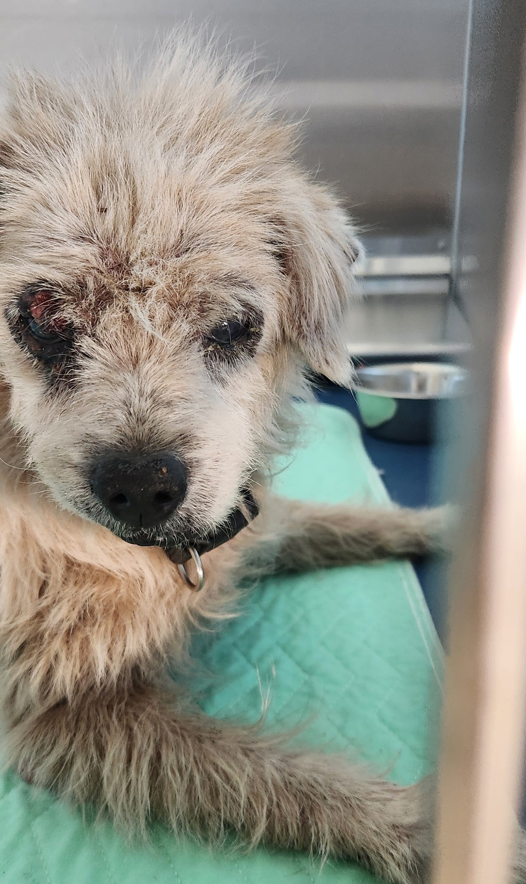 Shelter Stray Female Dog last seen Near Court Street, PONTIAC, MI, 48342, 1200 N Telegraph Building 42E, Pontiac, MI 48340, USA