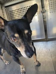 Shelter Stray Male Dog last seen Near Dessau Road, AUSTIN, TX, 78754, 7201 Levander Loop bldg a, Austin, TX 78702, USA