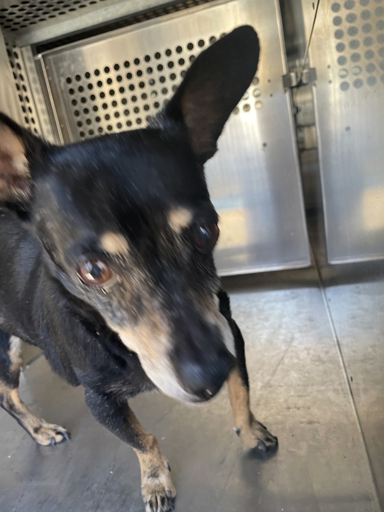 Shelter Stray Male Dog last seen Near Dessau Road, AUSTIN, TX, 78754, 7201 Levander Loop bldg a, Austin, TX 78702, USA