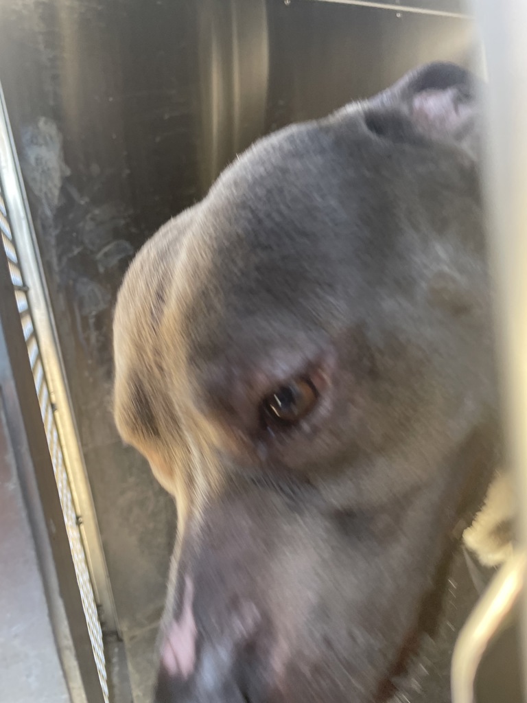 Shelter Stray Male Dog last seen Near Hog Eye Road, AUSTIN, TX, 78724, 7201 Levander Loop bldg a, Austin, TX 78702, USA
