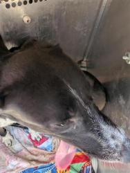 Shelter Stray Male Dog last seen TX, 7201 Levander Loop bldg a, Austin, TX 78702, USA