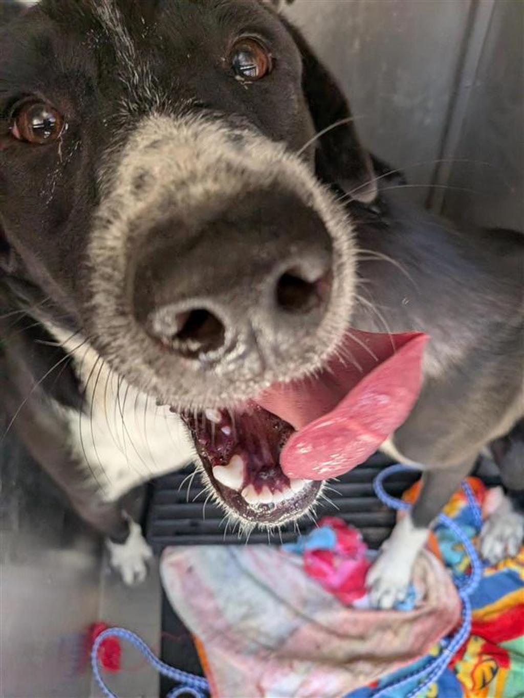 Shelter Stray Male Dog last seen TX, 7201 Levander Loop bldg a, Austin, TX 78702, USA