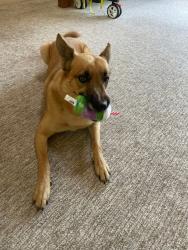 Shelter Stray Male Dog last seen Near W Mission Road, San Marcos, CA, 92069, Escondido, CA 92027, USA