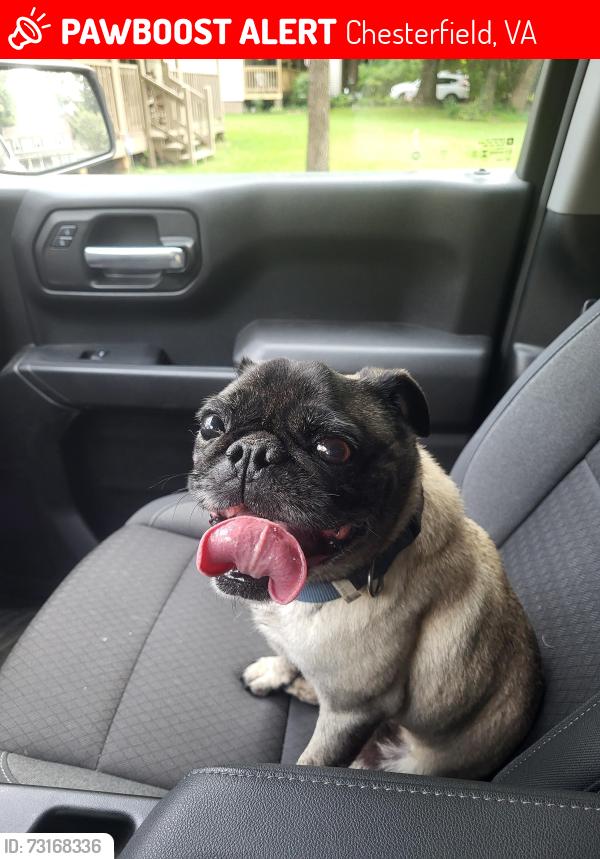 Lost Male Dog last seen Poachers Run, Genito, Chesterfield, VA 23832