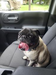 Lost Male Dog last seen Poachers Run, Genito, Chesterfield, VA 23832