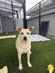 Shelter Stray Female Dog last seen Near Napa Street, San Diego, CA, 92110, 5500 Gaines St, San Diego, CA 92110, USA