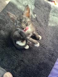 Shelter Stray Male Cat last seen Near S 29th Street, San Diego, CA, 92113, 5500 Gaines St, San Diego, CA 92110, USA