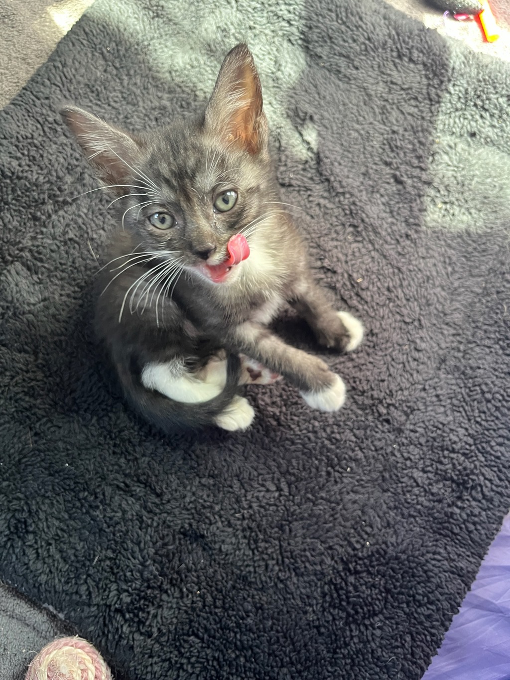 Shelter Stray Male Cat last seen Near S 29th Street, San Diego, CA, 92113, 5500 Gaines St, San Diego, CA 92110, USA
