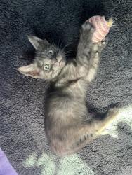 Shelter Stray Male Cat last seen Near S 29th Street, San Diego, CA, 92113, 5500 Gaines St, San Diego, CA 92110, USA