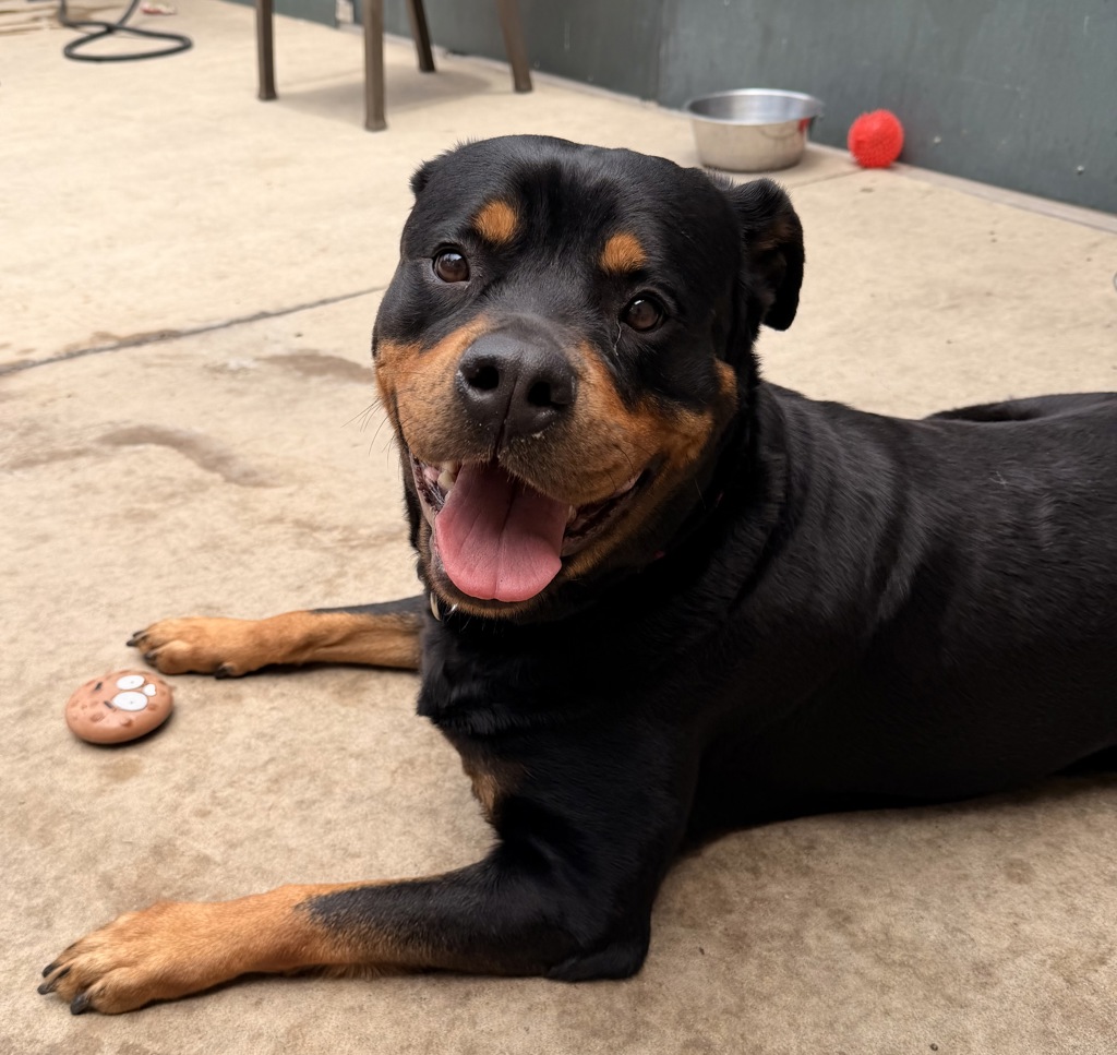 Shelter Stray Female Dog last seen Near Uvas Street, San Diego, CA, 92102, 5500 Gaines St, San Diego, CA 92110, USA