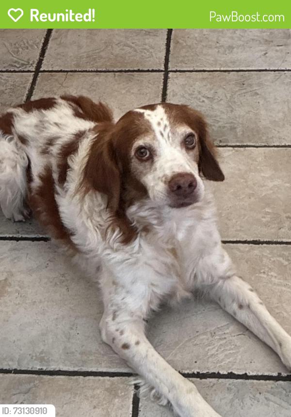 Reunited Male Dog last seen We are camped near wiskey springs Uinta wasatch cache national forest Wyoming Utah border, Kamas, UT 84036