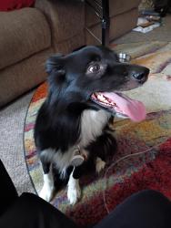 Found/Stray Female Dog last seen Near Rosedale St, Annapolis, MD 21401