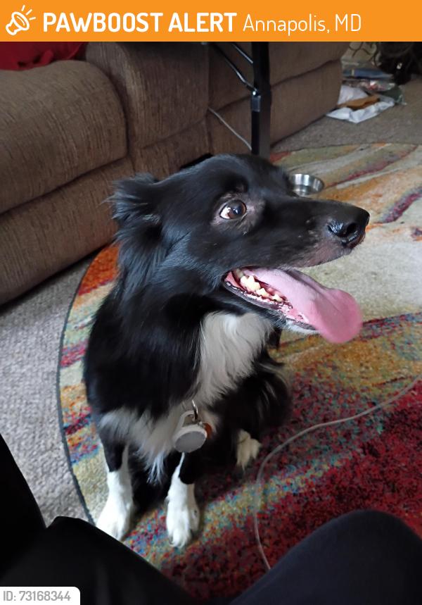 Found/Stray Female Dog last seen Near Rosedale St, Annapolis, MD 21401