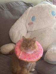 Reunited Male Cat last seen Laguna Drive, Old Farm Road, Morganton Road, Fayetteville, NC 28314