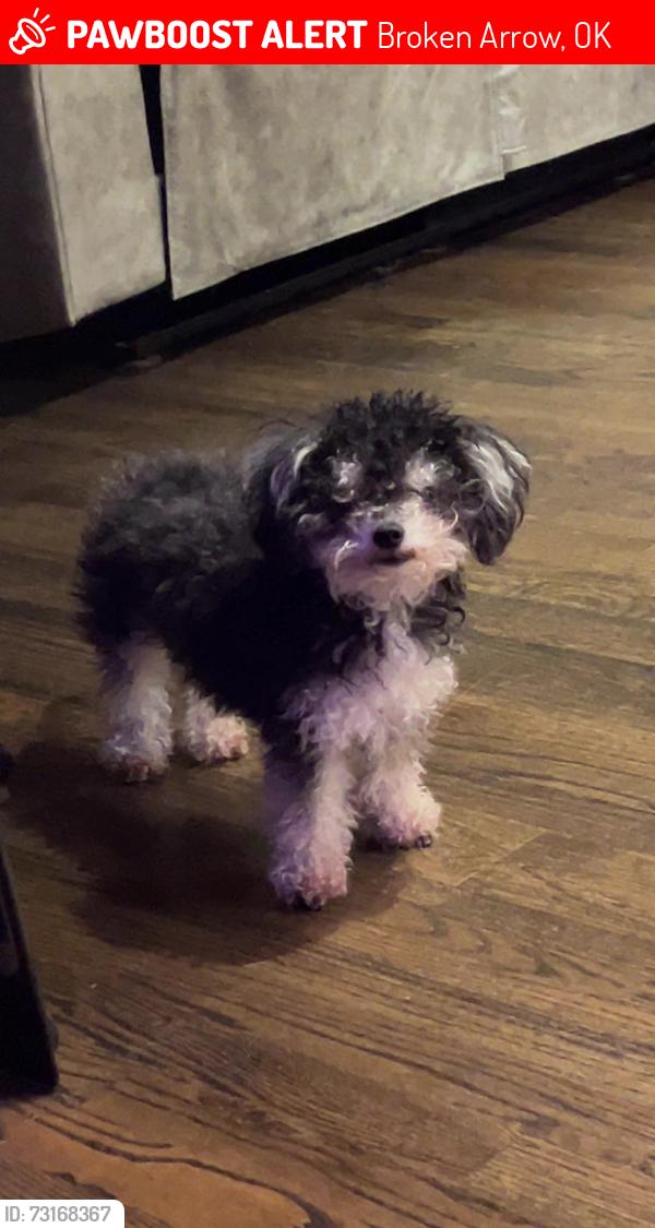 Lost Female Dog last seen South brook neighborhood 61st and Garnett, Broken Arrow, OK 74012