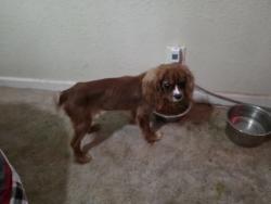 Reunited Male Dog last seen Pawnee & Meridian, Wichita, KS 67217
