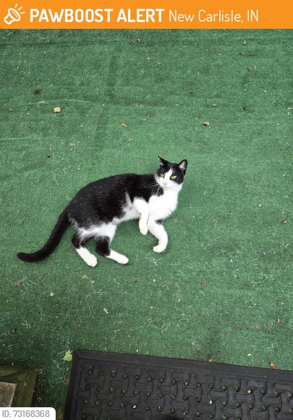 Found/Stray Female Cat last seen St rd 2, New Carlisle, IN 46552